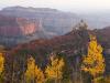 Canyon with Yellow Trees at Dawn