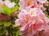 Peach Rhododendrons