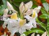 Fancy White Rhododendrons