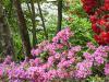 A Jungle Full of Azaleas & Rhododendrons