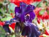 Royal Purple Iris