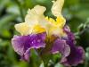 Yellow & Purple Iris
