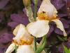 Peach Irises