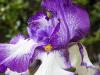 Purple and White Iris