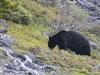 Black Bear up on a Hillside