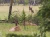 Elk in the Meadow