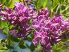 Pink Robinia in Bloom