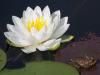 Water Lily with Frog