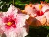 Two Hibiscus Flowers