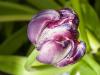 Fading Purple Tulip