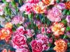 Pretty Carnations