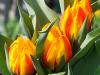 Signs of Spring at Vandermeer's