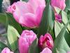 More Pink Tulips