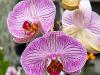 Stripy Moth Orchids