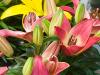 More Colourful Lilies