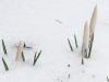 White Crocuses buried in Ice