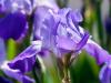 Blue Iris  