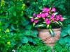 Potted Impatiens in the Garden