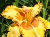 Golden Day lily