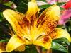 Spotty Asiatic Lily