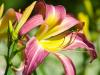 Spider Day Lilies