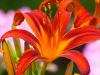 Red Day Lilies