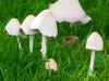 Mushrooms in the Grass