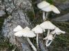 Mushrooms on a Root