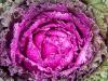 Decorative Purple Cabbage