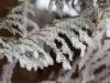 Frosty Cedars