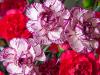Two-tone Mini Carnations