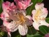 Sunny Rhododendron Blossom