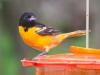 Oriole at the Feeder
