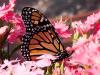 Monarch on the Pinks