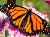 Monarch on Pink Daisy