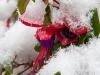 Snow-Covered Fuchsia