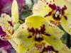 Spotty Yellow Orchids