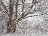 Snowy Maple