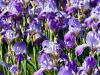 Mass of Irises