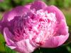 the First Peony