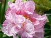 Frilly Pink Peony