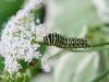 Second Swallowtail Caterpillar