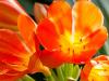 Clivia in Bloom