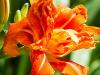 Double Orange Day Lily