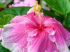 Droopy Wet Hibiscus