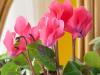 Another Miniature Cyclamen