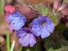 the First Lungwort Flowers
