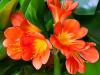 Clivia in Bloom
