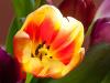 Tulip in the Sun