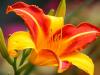 Striped Day Lily